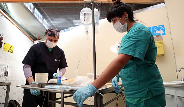 esterilizacion_gatuna01.jpg