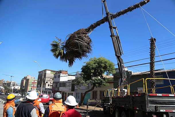 palmera01.jpg